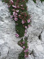 22 - Potentilla rosea (Potentilla nitida)